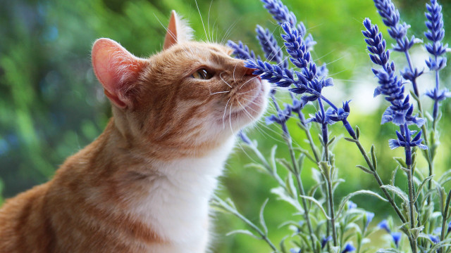 Cat plant blueflowers blurry background free wallpaper for desktop - medium preview image