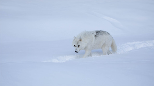 Lone wolf snow winter outdoors free wallpaper for desktop - medium preview image