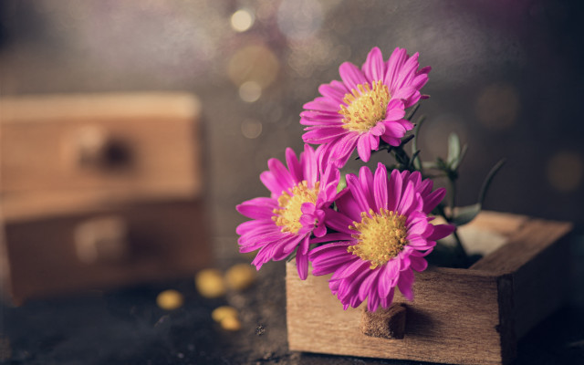 Wooden box pink flowers ring free wallpaper for desktop - medium preview image