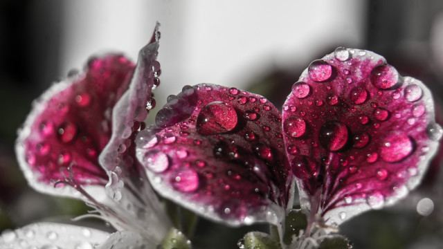 Flower water droplets strawberry macro free wallpaper for desktop - medium preview image