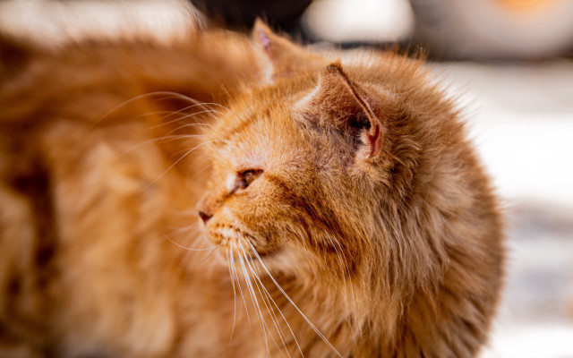 Cat distant look blurry background free wallpaper for desktop - medium preview image