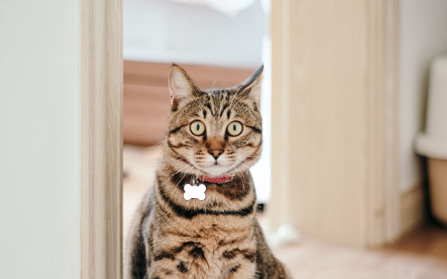 Cat doorframe collar tag sitting free wallpaper for desktop - medium preview image