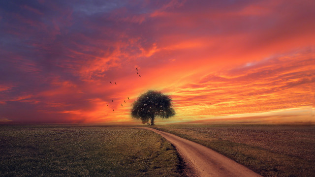 Tree dirtroad field sunset birds free wallpaper for desktop - medium preview image