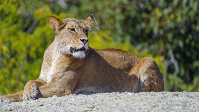 Lion rock sun trees bushes free wallpaper for desktop - medium preview image