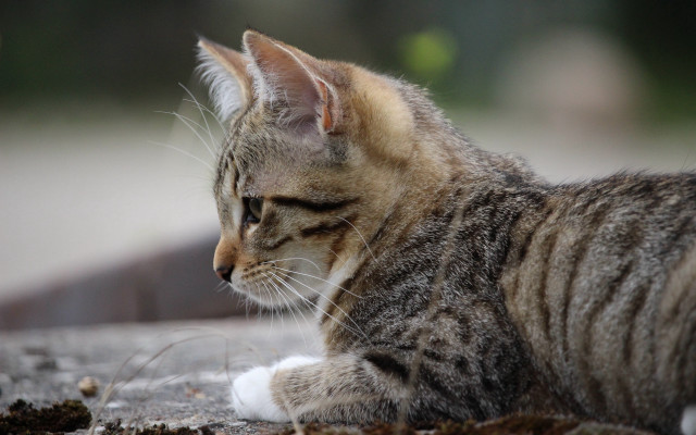 Cat lying blurry closedeyes openmouth free wallpaper for desktop - medium preview image