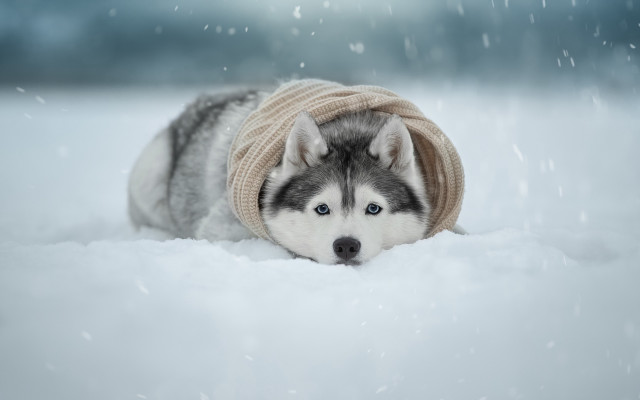 Husky sweater hat snow falling #3 free wallpaper for desktop - medium preview image
