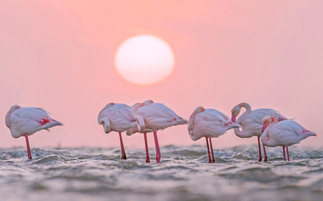 Flamingos sunset water amir zand free wallpaper for desktop - medium preview image