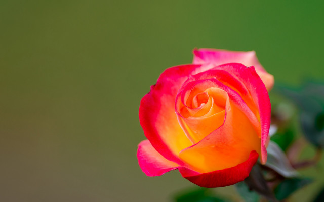 Red yellow rose green leaves free wallpaper for desktop - medium preview image