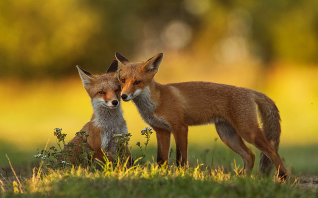 Foxes field flowers outdoors blurry free wallpaper for desktop - medium preview image
