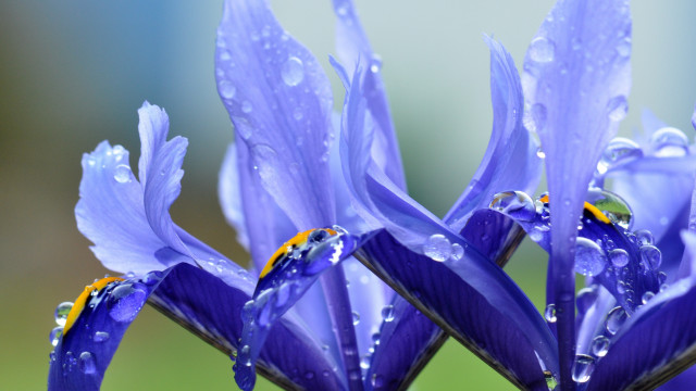 Blue flower water droplets macro #10 free wallpaper for desktop - medium preview image