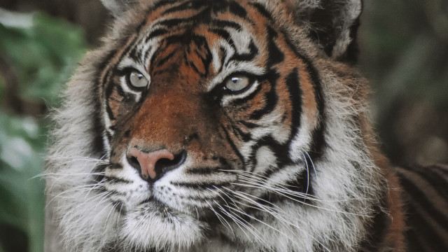 Tiger furry face long nose free wallpaper for desktop - medium preview image