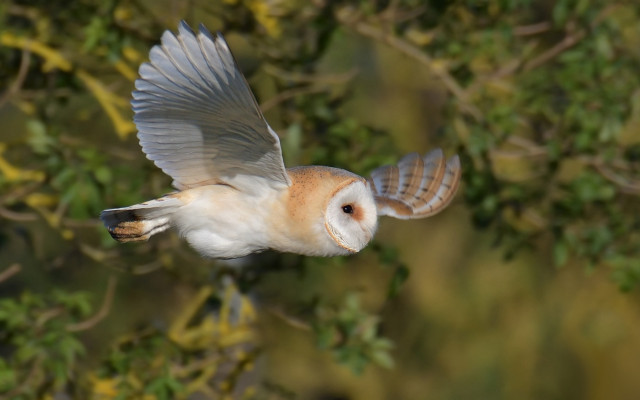 Barn owl flight wings spread free wallpaper for desktop - medium preview image