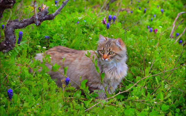 Cat field flower tree blurry free wallpaper for desktop - medium preview image