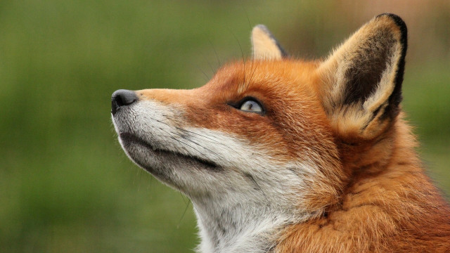 Fox looking up green grass free wallpaper for desktop - medium preview image