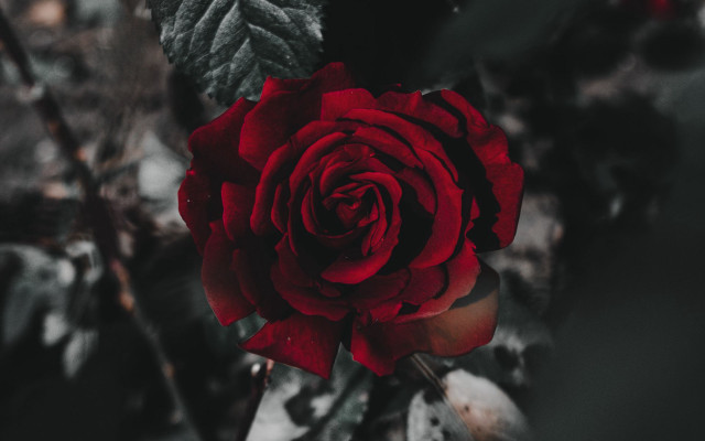 Red rose dark background white free wallpaper for desktop - medium preview image