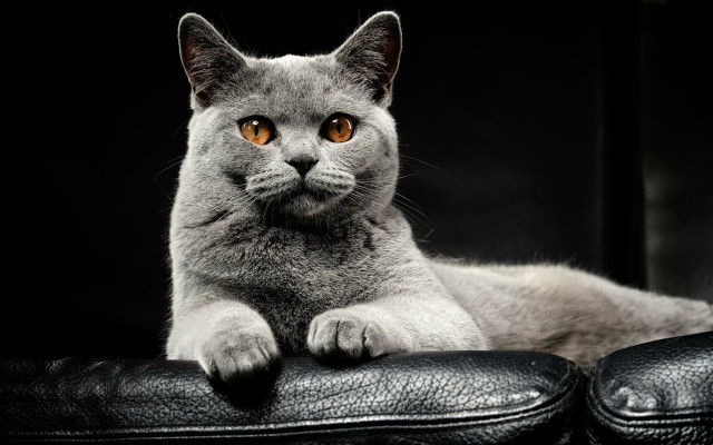 Cat leather chair paws camera free wallpaper for desktop - medium preview image