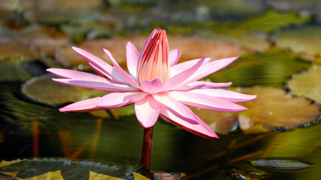 Pink flower blooming lily pond free wallpaper for desktop - medium preview image