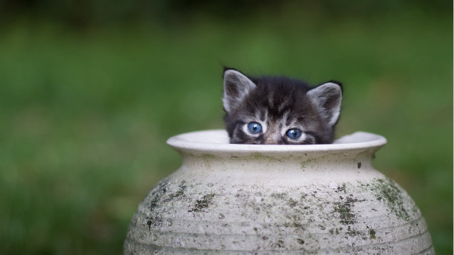 Kitten vase peeking green background free wallpaper for desktop - medium preview image