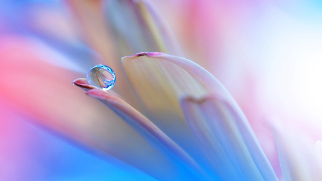 Flower waterdrop macro blurry sunset free wallpaper for desktop - medium preview image