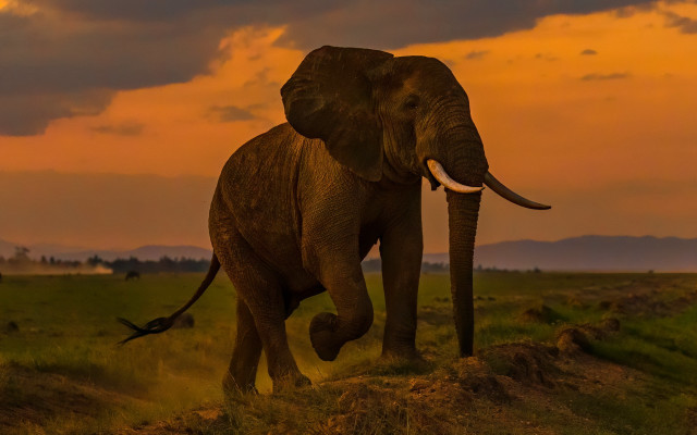 Elephant green field sunset cloudy free wallpaper for desktop - medium preview image