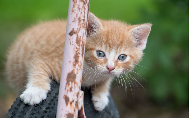 Curious kitten on tire blue free wallpaper for desktop - medium preview image
