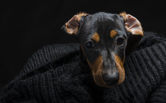 Sad dog sweater resting head free wallpaper for desktop - medium preview image