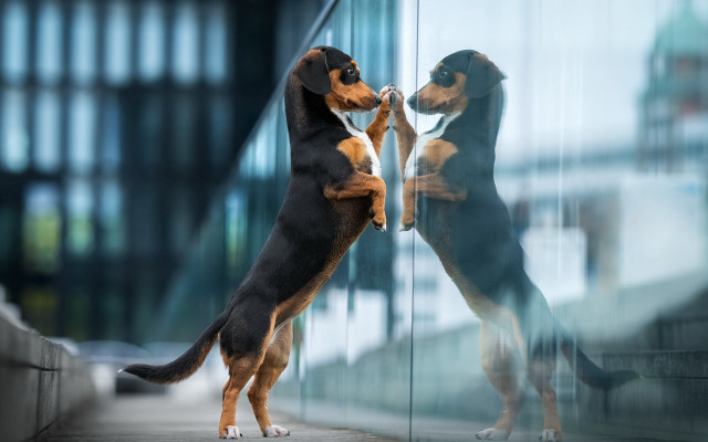 Dog stick glass door reflection free wallpaper for desktop - medium preview image