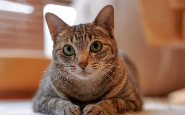 Sad cat floor photorealistic blurry free wallpaper for desktop - medium preview image