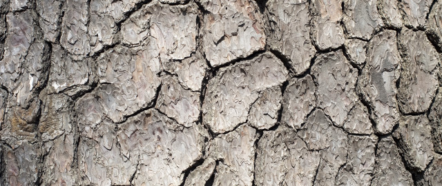 Tree trunk birds naturalism texture free wallpaper for desktop - medium preview image