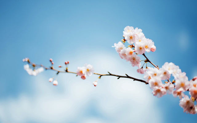 White flower branch blue sky #5 free wallpaper for desktop - medium preview image