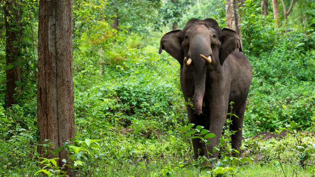 Elephant forest wildlife sumatra jigsaw free wallpaper for desktop - medium preview image