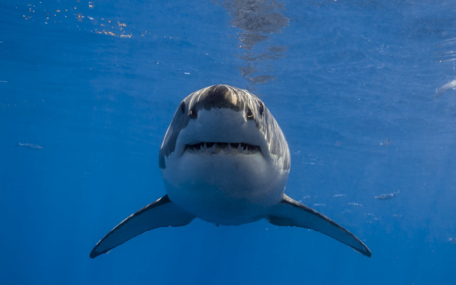 Great white shark camera ocean #2 free wallpaper for desktop - medium preview image