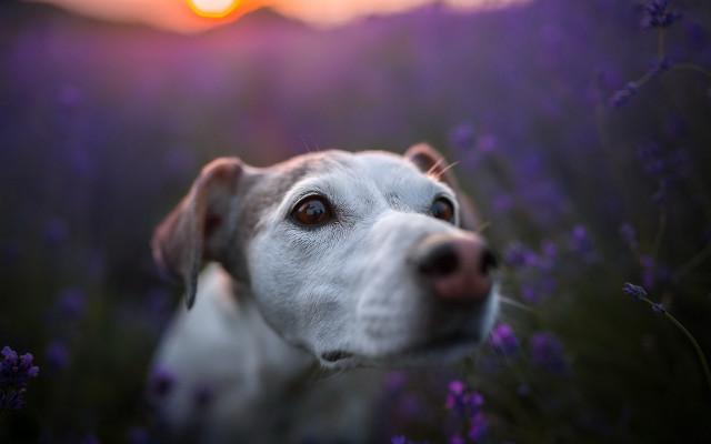 Dog flower field sunset portrait free wallpaper for desktop - medium preview image