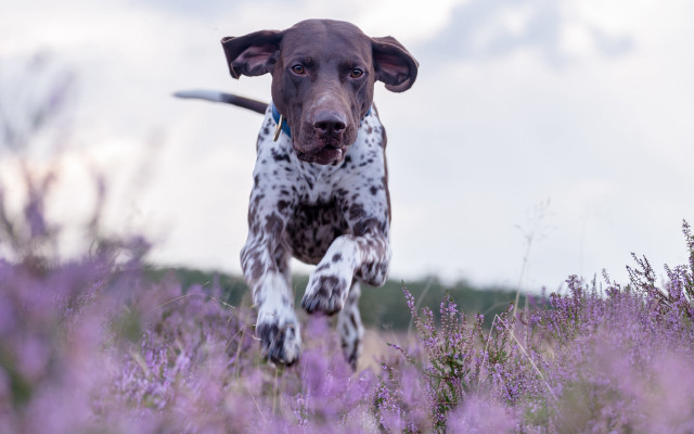 Dog running purple flowers sky free wallpaper for desktop - medium preview image