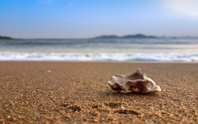 Shell sand ocean waves blue free wallpaper for desktop - medium preview image