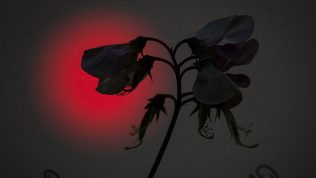 Flower red light black love free wallpaper for desktop - medium preview image