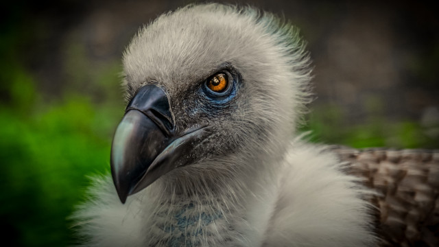 Bird beak yellow eye nature free wallpaper for desktop - medium preview image