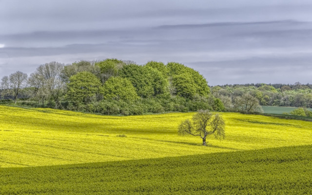Field tree clouds distant trees free wallpaper for desktop - medium preview image