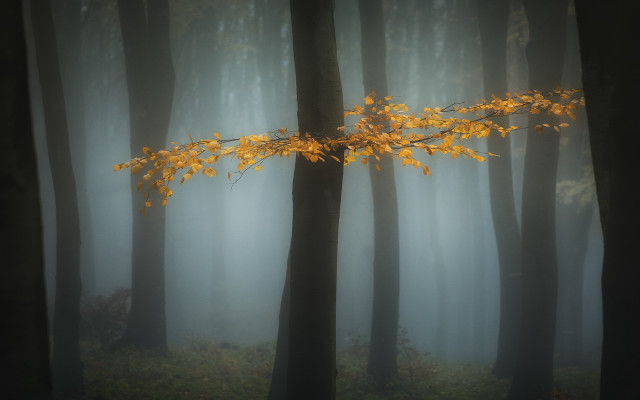 Foggy forest yellow branch autumn free wallpaper for desktop - medium preview image