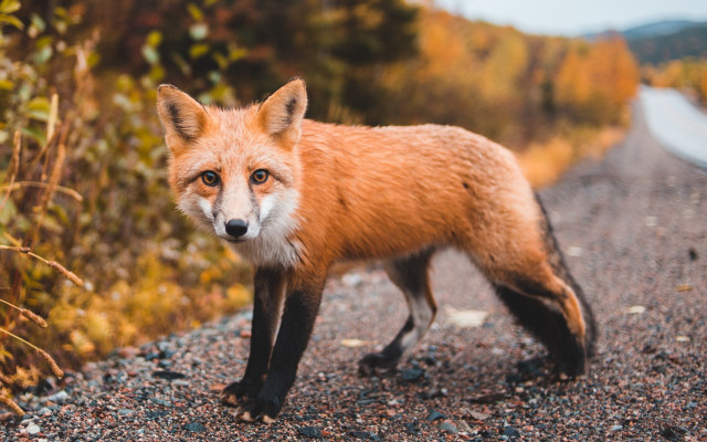 Red fox autumn bushes blurry free wallpaper for desktop - medium preview image