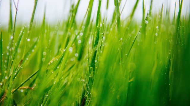 Grass water droplets macro nature #5 free wallpaper for desktop - medium preview image