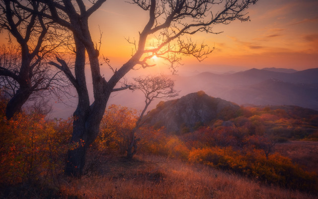 Sunset mountain tree foggy sky free wallpaper for desktop - medium preview image