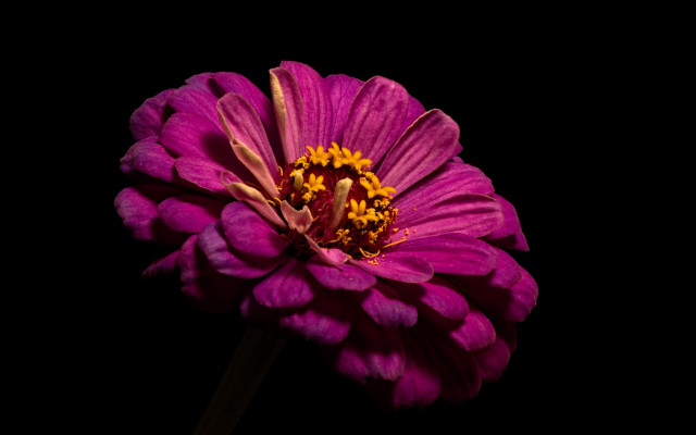 Purple flower macro portrait dress free wallpaper for desktop - medium preview image