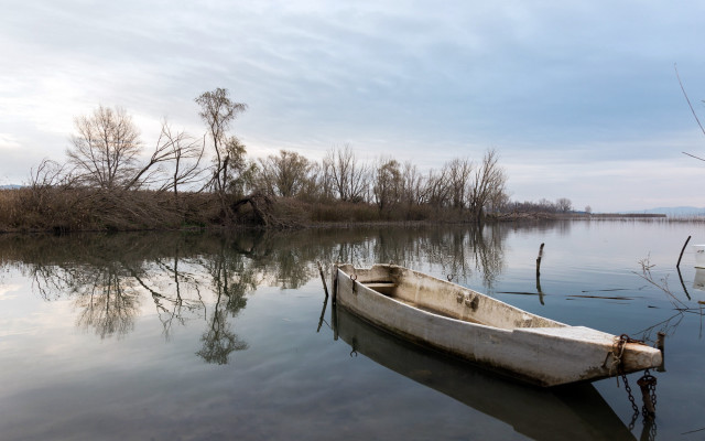 Small boat shore dead trees free wallpaper for desktop - medium preview image