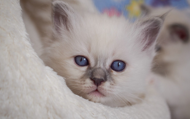 White kitten blue eyes sad #2 free wallpaper for desktop - medium preview image