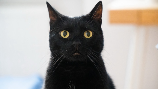 Black cat yellow eyes serious #8 free wallpaper for desktop - medium preview image