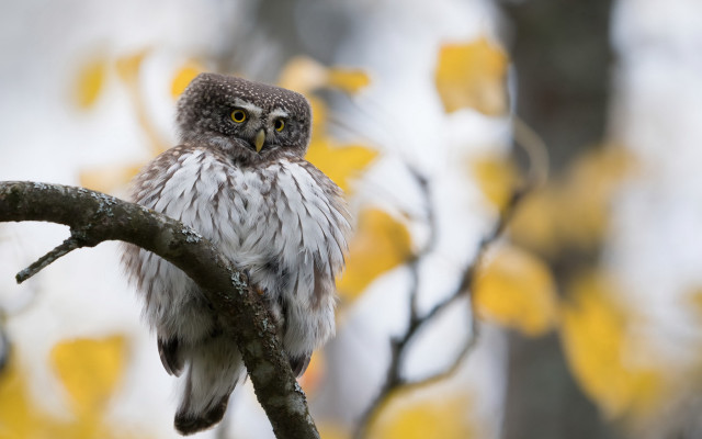 Small owl forest yellow leaves free wallpaper for desktop - medium preview image