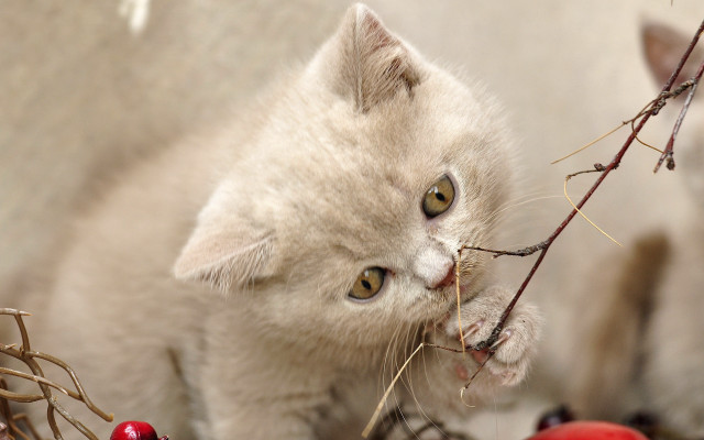 Kitten berry branch cat Carlos free wallpaper for desktop - medium preview image