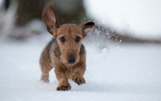 Small brown dog running snow #2 free wallpaper for desktop - medium preview image