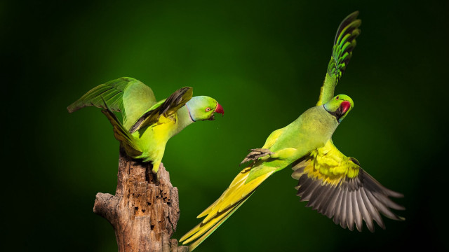 Green birds flying branch forest free wallpaper for desktop - medium preview image